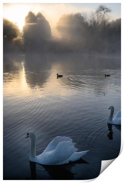 Misty Sunrise Swan Print by Reidy's Photos