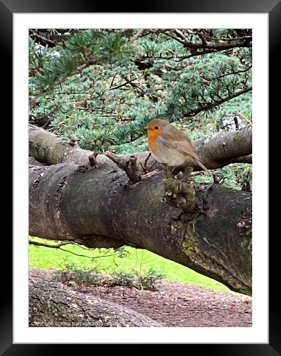 Robin on a tree Framed Mounted Print by Ailsa Darragh