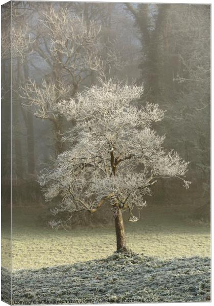 Winter tree Canvas Print by Simon Johnson