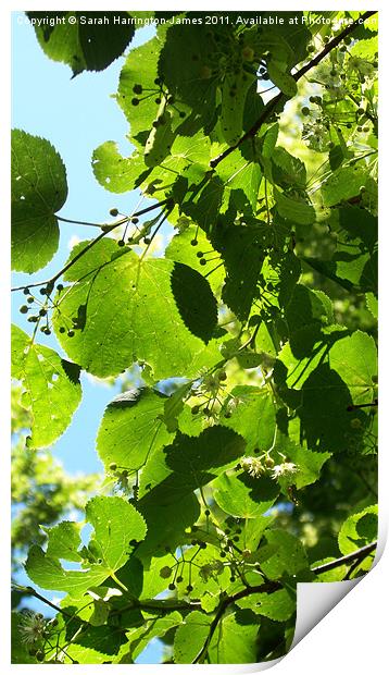 Dappled sunlight through lime tree leaves Print by Sarah Harrington-James