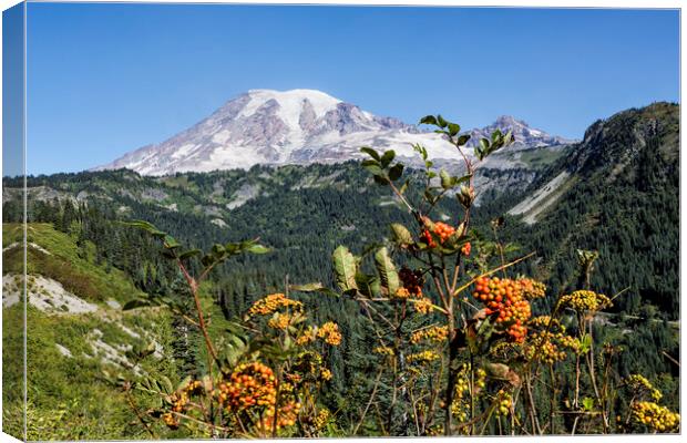 Mount Rainier with Mountain Ash Berries in the Foreground Canvas Print by Belinda Greb