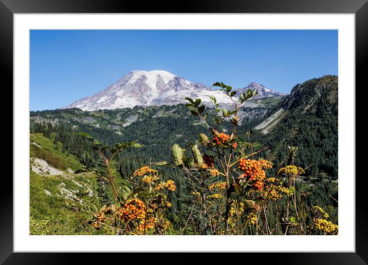 Mount Rainier with Mountain Ash Berries in the Foreground Framed Mounted Print by Belinda Greb
