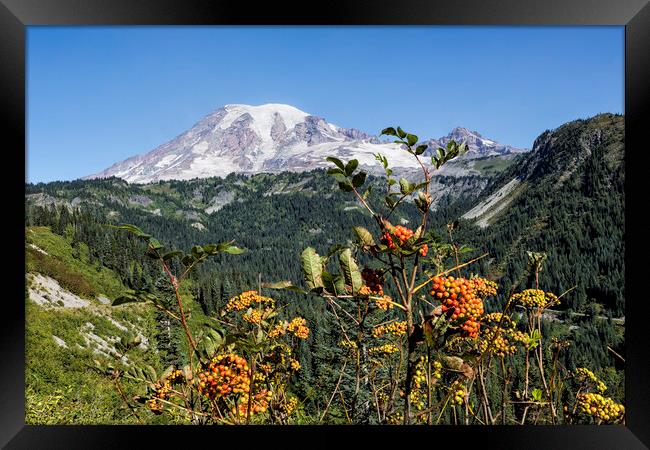 Mount Rainier with Mountain Ash Berries in the Foreground Framed Print by Belinda Greb