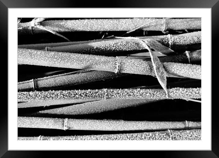 Frosty Bamboo Plants Abstract  Framed Mounted Print by Imladris 