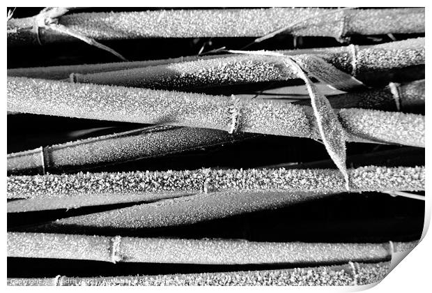 Frosty Bamboo Plants Abstract  Print by Imladris 
