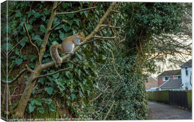 Urbanised Grey Squirrel in a south Wales village Canvas Print by Nick Jenkins