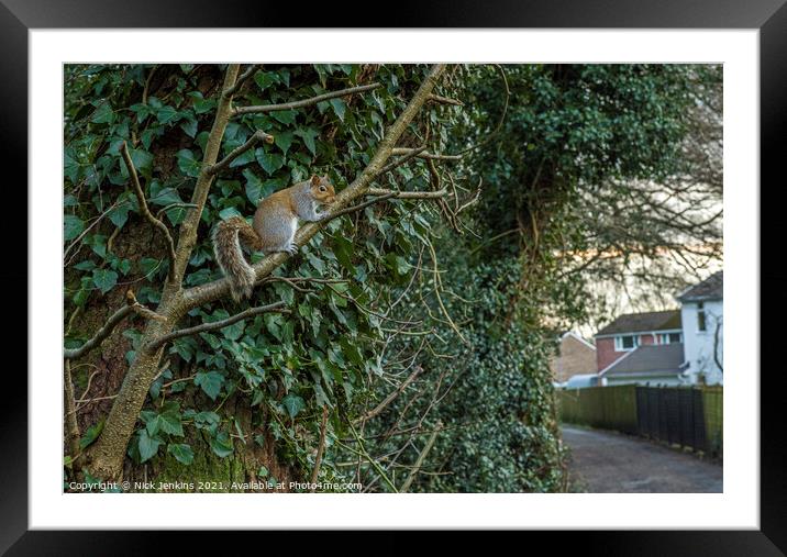 Urbanised Grey Squirrel in a south Wales village Framed Mounted Print by Nick Jenkins
