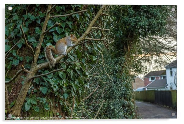 Urbanised Grey Squirrel in a south Wales village Acrylic by Nick Jenkins