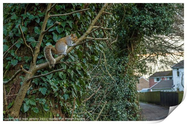 Urbanised Grey Squirrel in a south Wales village Print by Nick Jenkins