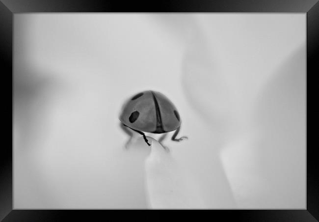 ladybird Framed Print by rachael hardie
