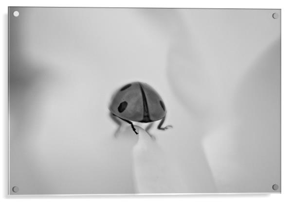 ladybird Acrylic by rachael hardie