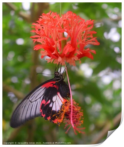 Plant flower butterfly Print by Jacqueline Jones