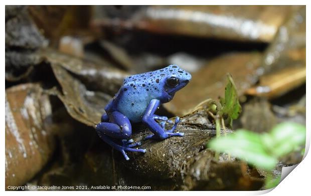 Blue dart frog Print by Jacqueline Jones