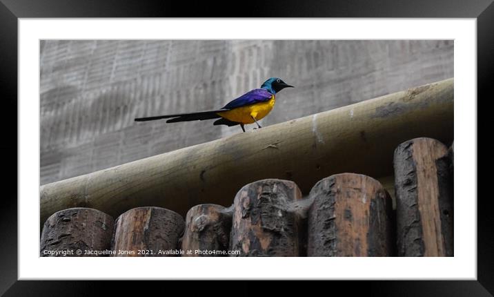 Golden breasted starling Framed Mounted Print by Jacqueline Jones
