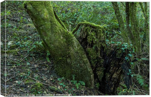 A tree trunk and Tree Stump in Local Woodland Canvas Print by Nick Jenkins