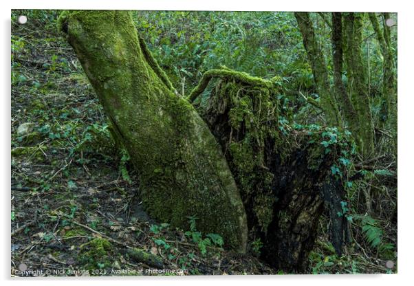 A tree trunk and Tree Stump in Local Woodland Acrylic by Nick Jenkins