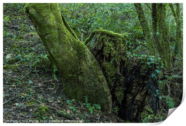 A tree trunk and Tree Stump in Local Woodland Print by Nick Jenkins