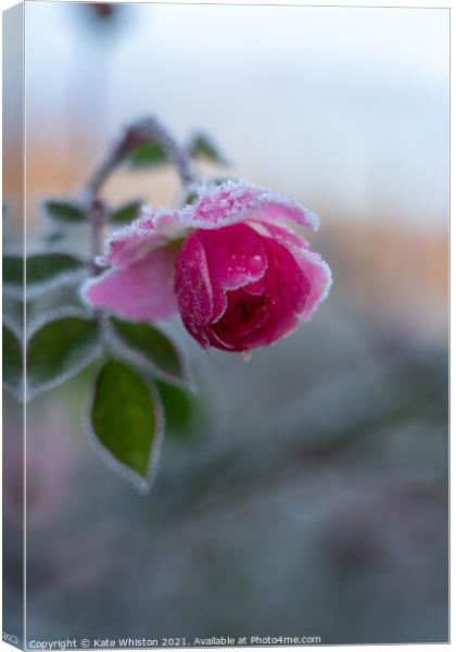 Winter Rose Canvas Print by Kate Whiston