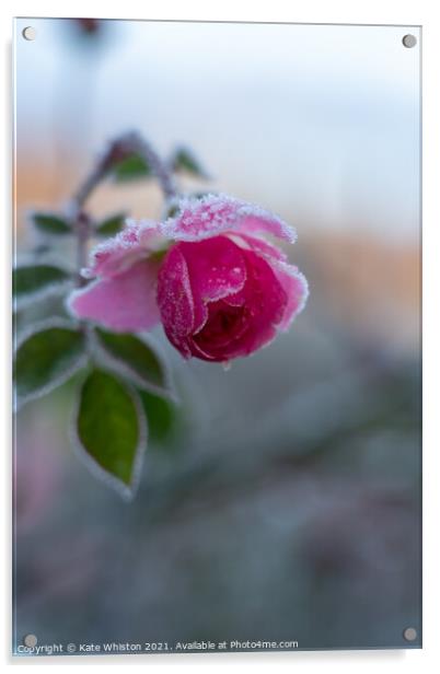 Winter Rose Acrylic by Kate Whiston