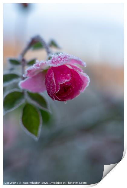 Winter Rose Print by Kate Whiston