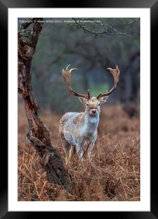Young deer showing off new antlers Framed Mounted Print by Kevin White