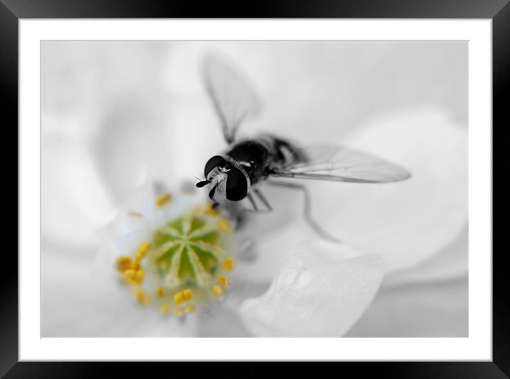 Black And White Hover Framed Mounted Print by Louise Godwin