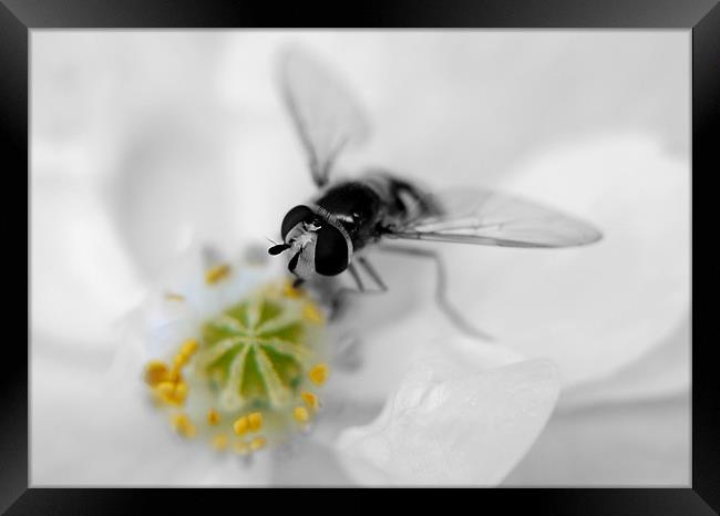 Black And White Hover Framed Print by Louise Godwin
