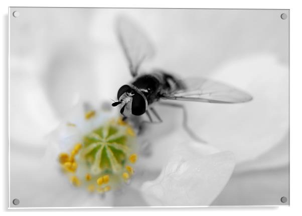 Black And White Hover Acrylic by Louise Godwin