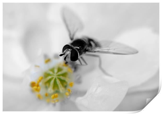 Black And White Hover Print by Louise Godwin