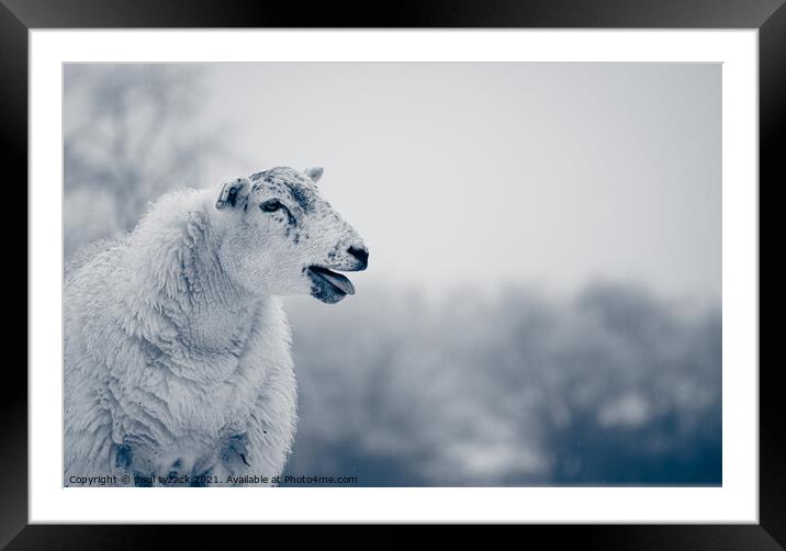 Sheep Framed Mounted Print by Paul Tyzack