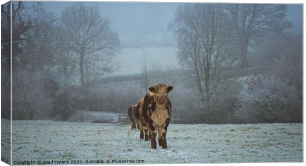 A cow standing on top of a snow covered field Canvas Print by Paul Tyzack
