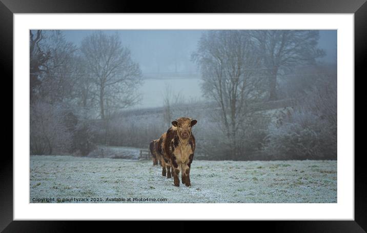 A cow standing on top of a snow covered field Framed Mounted Print by Paul Tyzack