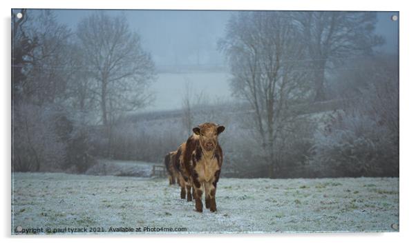 A cow standing on top of a snow covered field Acrylic by Paul Tyzack