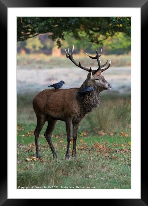 Royal Stag with Preening Jackdaws Framed Mounted Print by Sarah Smith