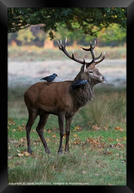 Royal Stag with Preening Jackdaws Framed Print by Sarah Smith