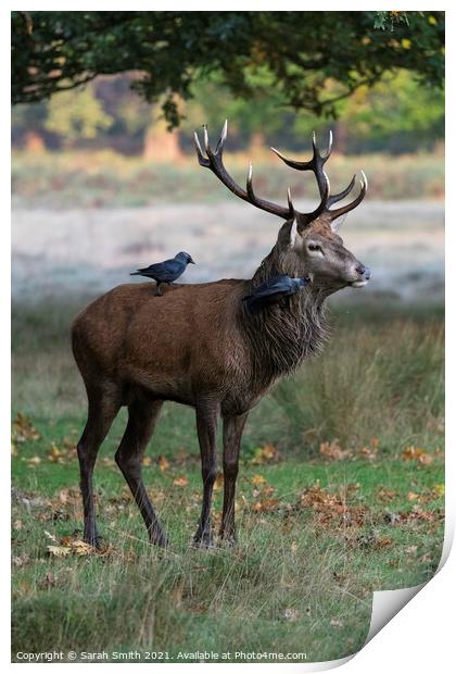 Royal Stag with Preening Jackdaws Print by Sarah Smith