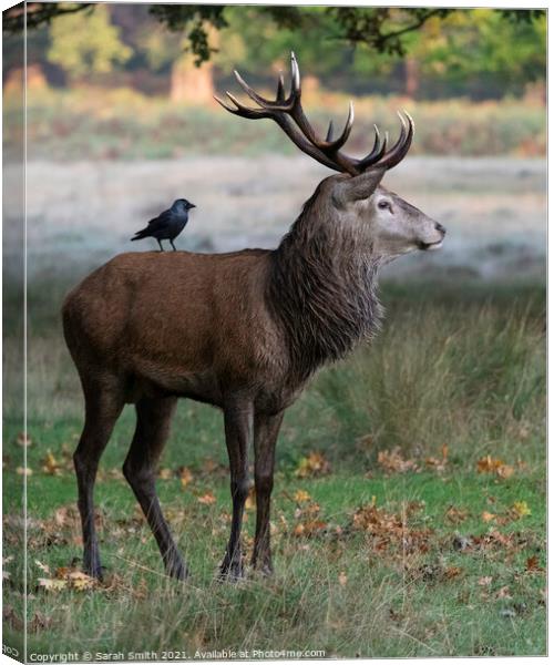 Majestic Stag with Jackdaw Canvas Print by Sarah Smith