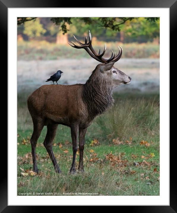 Majestic Stag with Jackdaw Framed Mounted Print by Sarah Smith