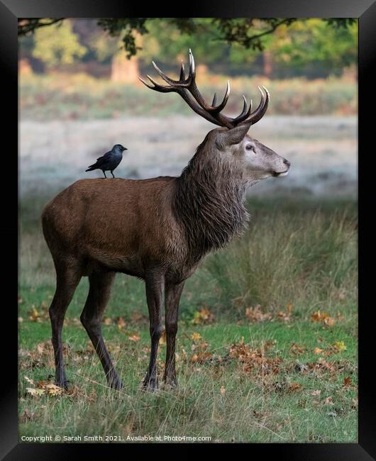 Majestic Stag with Jackdaw Framed Print by Sarah Smith