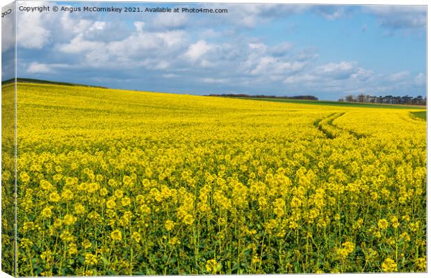 Yellow rapeseed field Northumberland Canvas Print by Angus McComiskey