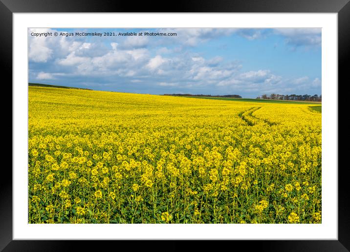 Yellow rapeseed field Northumberland Framed Mounted Print by Angus McComiskey