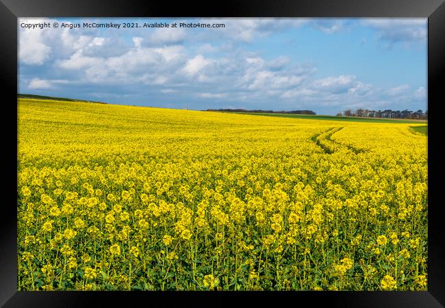 Yellow rapeseed field Northumberland Framed Print by Angus McComiskey