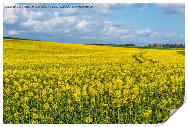 Yellow rapeseed field Northumberland Print by Angus McComiskey