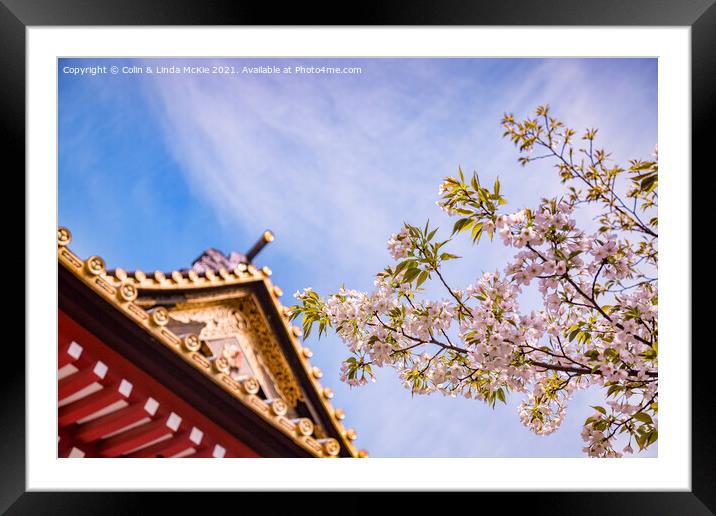 Cherry Blossom and Ornamental Gate, Shiba Park, Tokyo Framed Mounted Print by Colin & Linda McKie