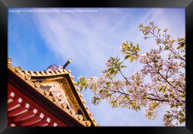 Cherry Blossom and Ornamental Gate, Shiba Park, Tokyo Framed Print by Colin & Linda McKie