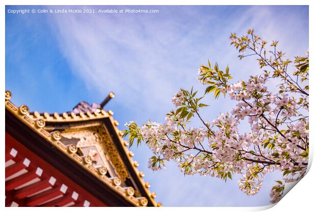 Cherry Blossom and Ornamental Gate, Shiba Park, Tokyo Print by Colin & Linda McKie