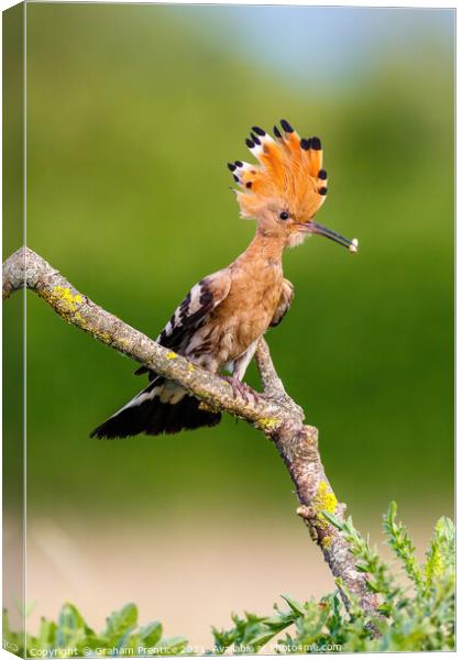 Hoopoe with Raised Crest Canvas Print by Graham Prentice