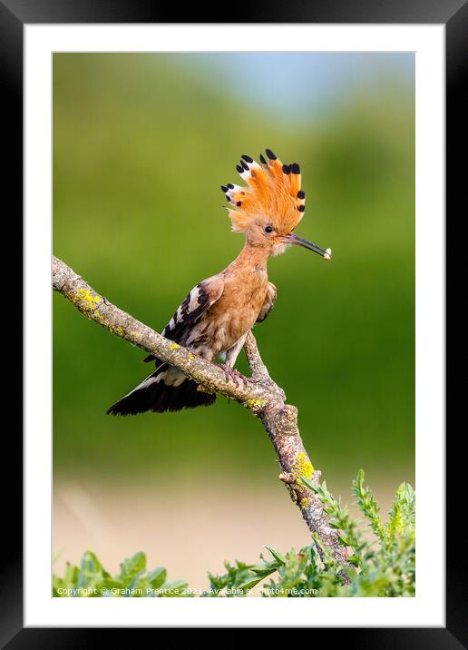 Hoopoe with Raised Crest Framed Mounted Print by Graham Prentice