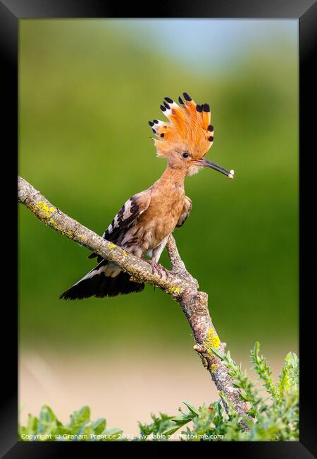 Hoopoe with Raised Crest Framed Print by Graham Prentice