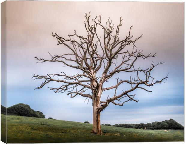 Stork Tree Canvas Print by Mark Jones